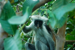 Red-Colobus-Monkey-Zanzibar-Tanzania-Africa-holiday